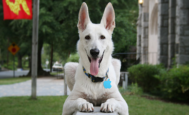 White_German_Shepherd